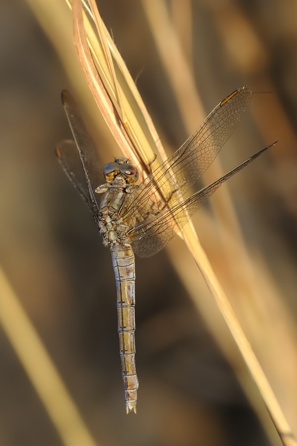 oOrthetrum coerulescens